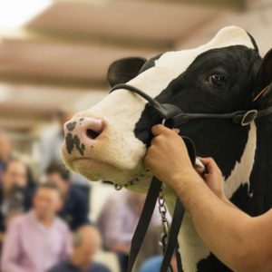 Глаша, 17 мес, племрепродуктор