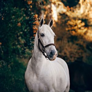 Dartmoor pony Lot 808