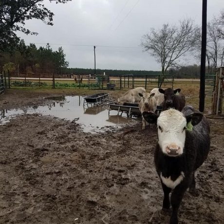 Грязь на пастбищах