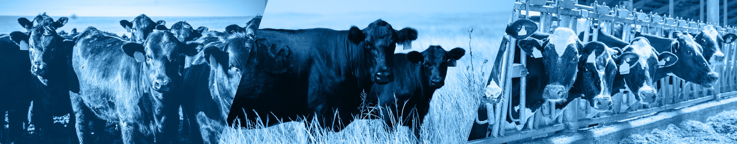 Микроэлементы для племенного скота