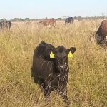 Тёлочка кросс абердин-ангус × герефорд 2025 года