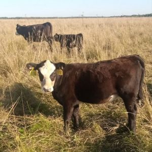 Тёлочки кросс абердин-ангус × герефорд 2025 года — группа на пастбище, Ленинградская область