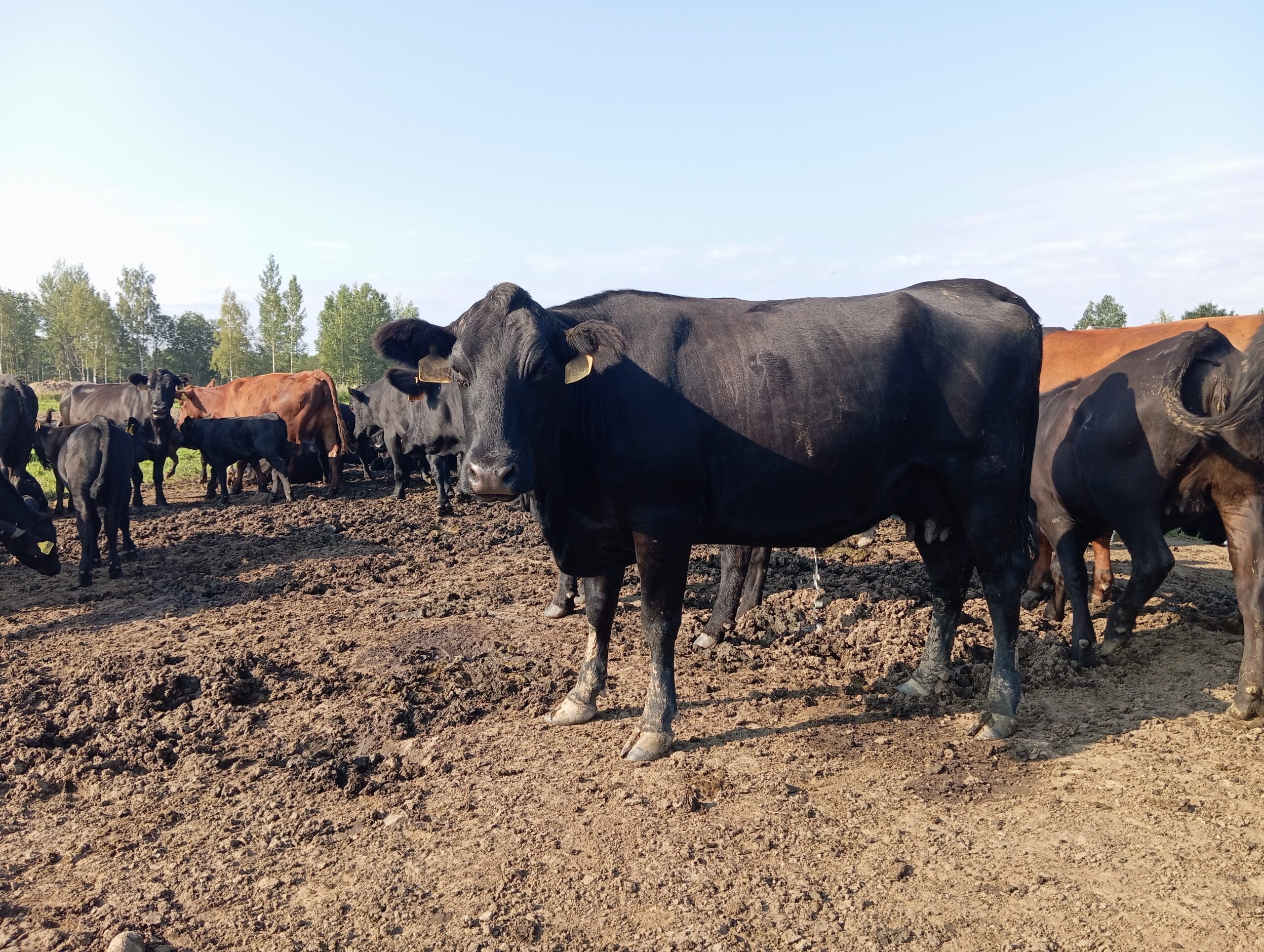 Стельные коровы Абердин-ангус (КФК Афанасьев А.В.)