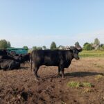 Стельная корова (КФК Афанасьев А.В.)