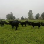 Тёлочки абердин-ангус 2025 года — партия 50 голов, КФХ Афанасьев