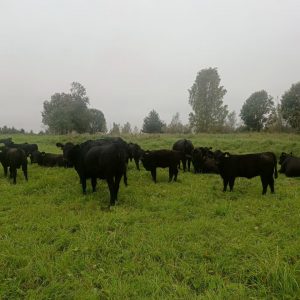 Тёлочки абердин-ангус 2025 года — партия 50 голов, КФХ Афанасьев