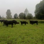 Абердин-ангус — тёлочки 2025 г.р., коммерческое стадо