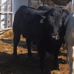 Племенной бычок абердин-ангусской породы — 18 месяцев, 676 кг (Молочная фабрика)