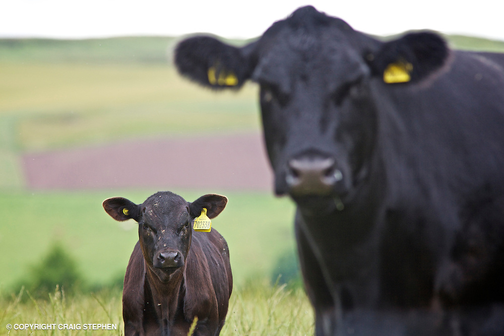 Индексы EPD: Claw и Angle (копыта), PAP, Hair Shed и Heifer Pregnancy